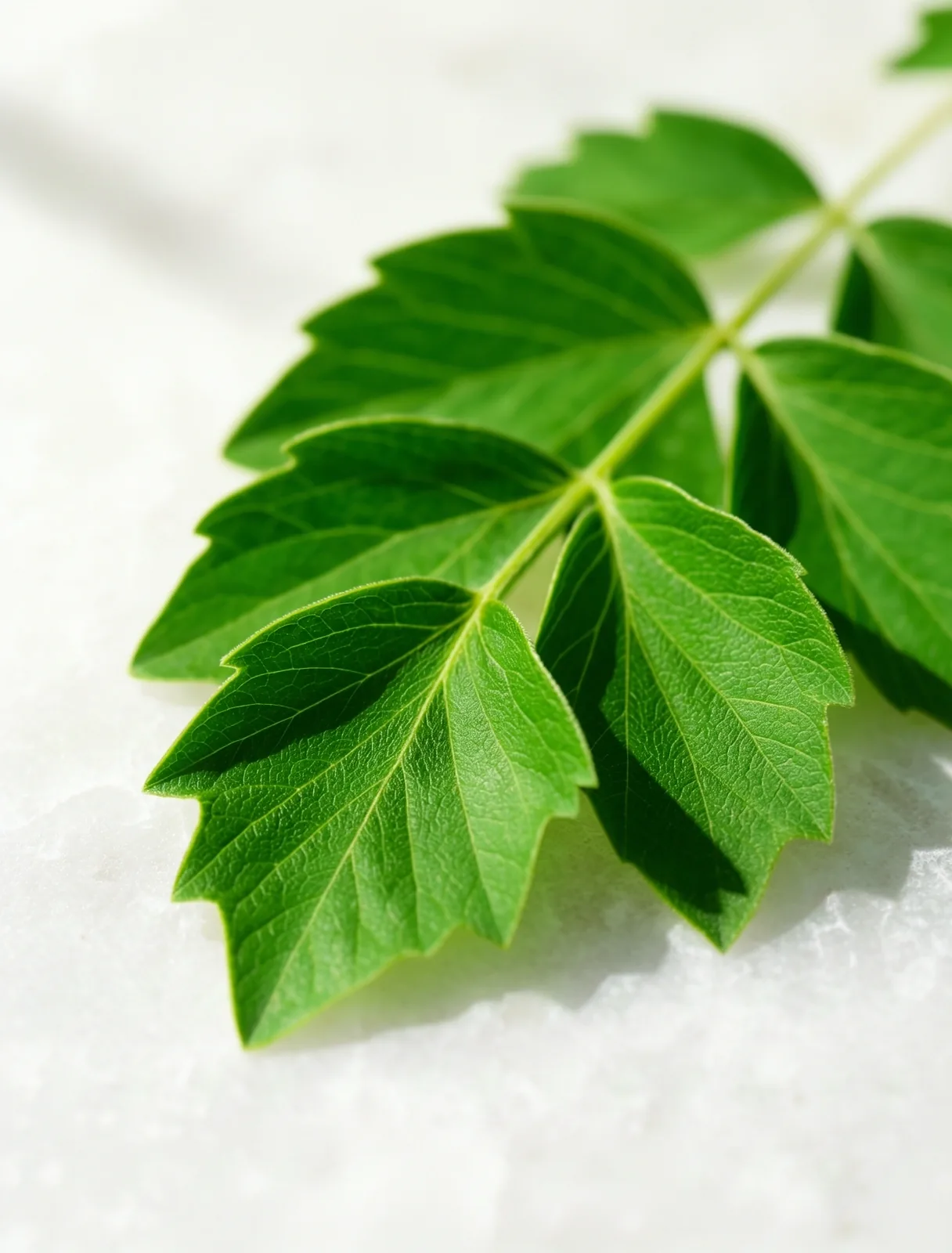 Botanical Macro Photography